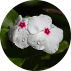 Flowers with Water Droplets